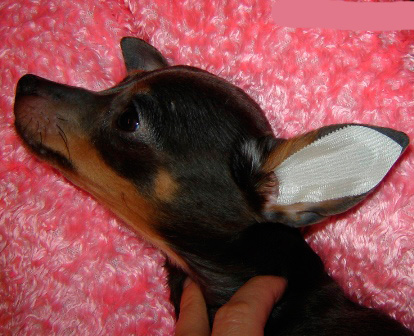 När öronen är torra lima designen i hundens öra, som bilden visar, och försiktigt släta ut det
